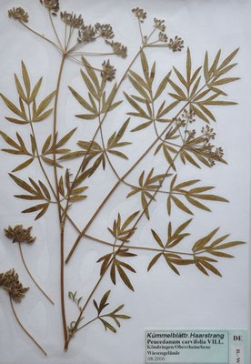 Holandrea carvifolia (6 Arten) (Herbarium Dr. Wolf von Thun)