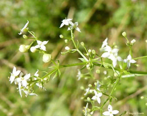 Galium mollugo / Wiesen-Labkraut  (25.06.2022; Botanischer Garten der Universität Tübingen) 