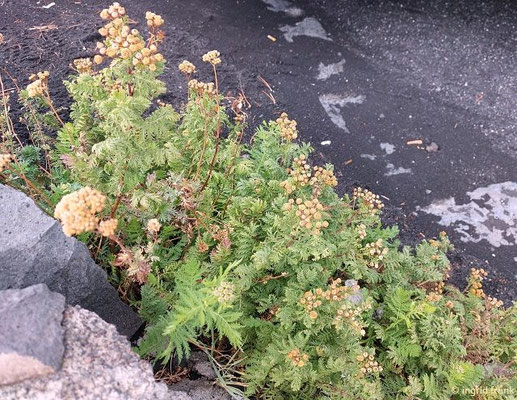 Achillea ligustica / Ligurische Schafgarbe (28.09.2025; Sizilien, Ätna)