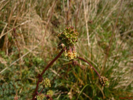 Sanguisorba minor / Kleiner Wiesenknopf   (29.03.2014)