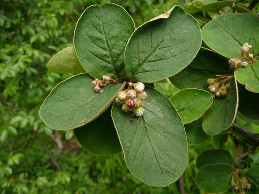 Cotoneaster tomentosus / Filz-Zwergmispel (30.04.2014; Botanischer Garten Berlin) 