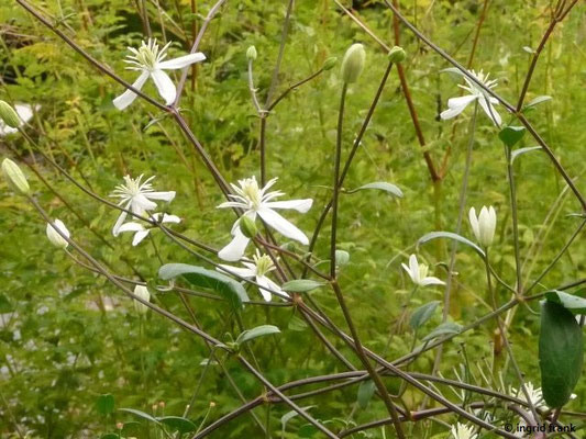 Clematis flammula (15.09.2017; Botanischer Garten Universität Heidelberg)
