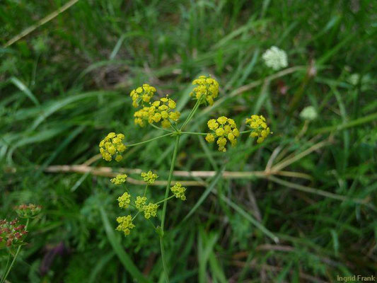 Bupleurum falcatum / Sichel-Hasenohr    VII-IX
