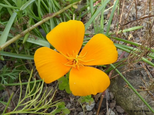 Eschscholzia californica (12 Arten)