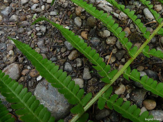 Dryopteris filix-mas - Gewöhnlicher Wurmfarn 