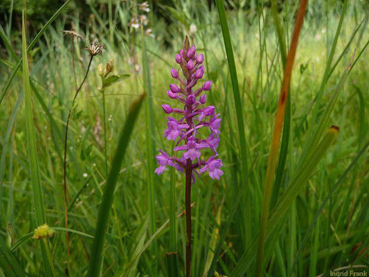 Gymnadenia conopsea / Große Händelwurz