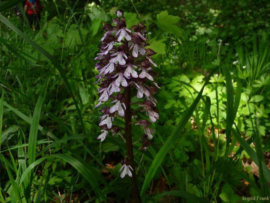 Orchis purpurea / Purpur-Knabenkraut