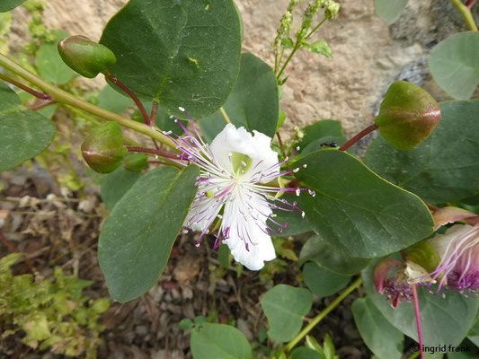 Capparis spinosa / Echter Kapernstrauch    (01.05.2019; Italien, Toskana, Halbinsel Monte Argentario)