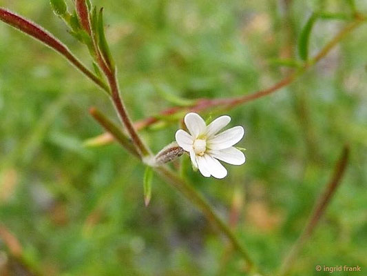 Epilobium brachycarpum / Kurzfrüchtiges Weideröschen