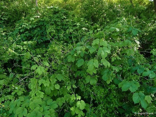 Humulus lupulus / Gewöhnlicher Hopfen