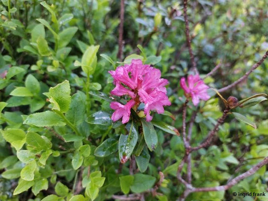 Rhododendron ferrgineum / Rostblättrige Alpenrose  (28.06.2024; Steiermark, Schladming, Planai)
