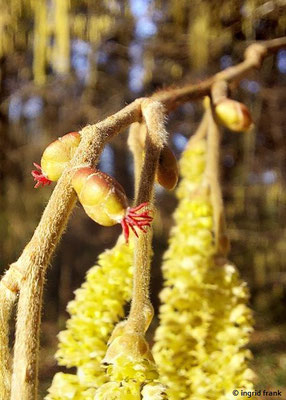 Corylus avellana / Gewöhnliche Hasel   (16.02.2024; Madenreute)