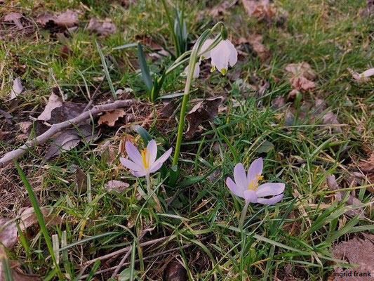 16.02.2024 - Crocus tommasinianus / Tommasini-Krokus