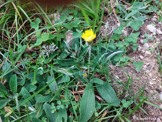 Hieracium pilosella / Kleines Habichtskraut