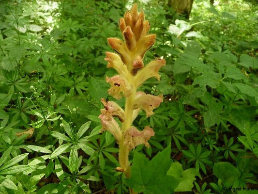 Orobranche caryophyllacea / Gewöhnliche Sommerwurz, Gewürznelken-Sommerwurz    (IV-)V-VI