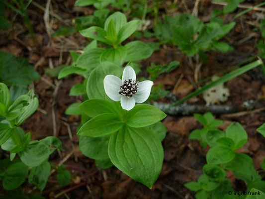 Cornus suecica - Schwedischer Hartriegel