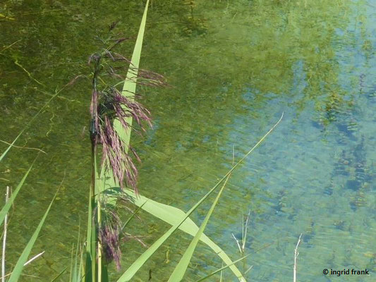 Phragmites australis / Schilf