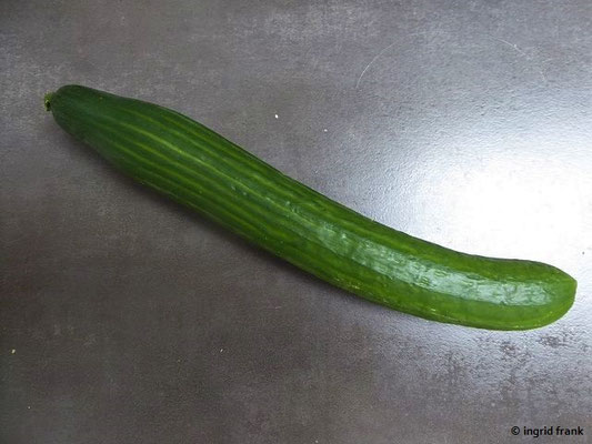 Cucumis sativus / Gurke
