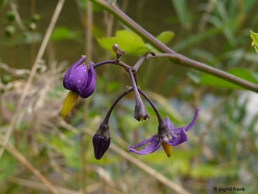 Solanum dulcamara - Bittersüßer Nachtschatten