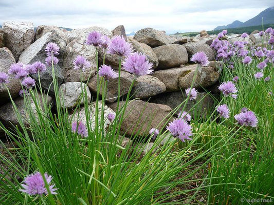 Allium schoenoprasum / Schnittlauch    VI-VIII