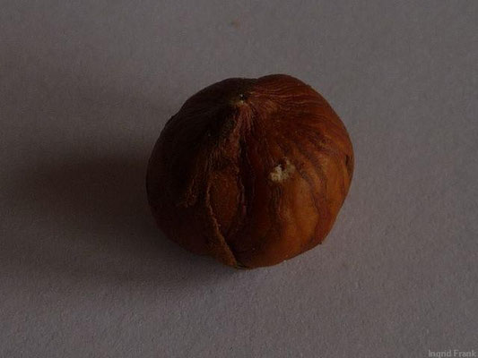 Corylus avellana - Haselnuss