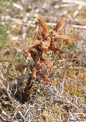 Orobanche arenaria / Sand-Sommerwurz