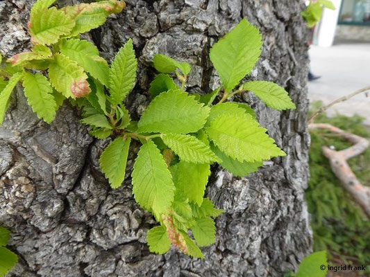 Ulmus x hollandica / Hollänische Ulme, Bastard-Ulme