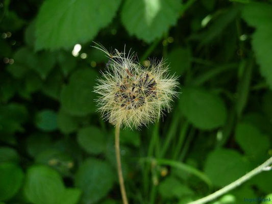 16.06.2011-Hieracium lachenalii - Gewöhnliches Habichtskraut