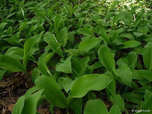 Convallaria majalis / Maiglöckchen