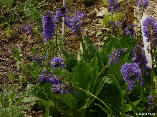 Wulfenia carinthiaca / Kärntner Kuhtritt (08.05.2015; Botanischer Garten Dresden)