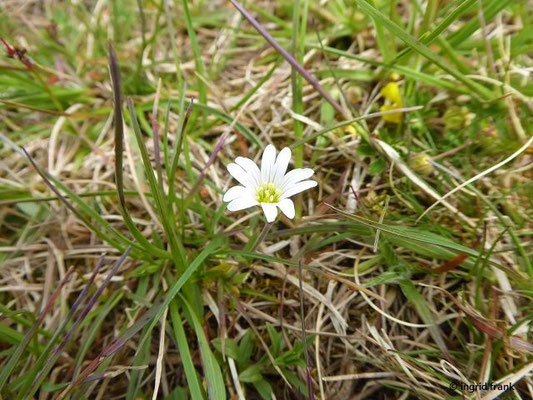 Cerastium arvense / Acker-Hornkraut     (10.05.2021; NSG Digelfeld)