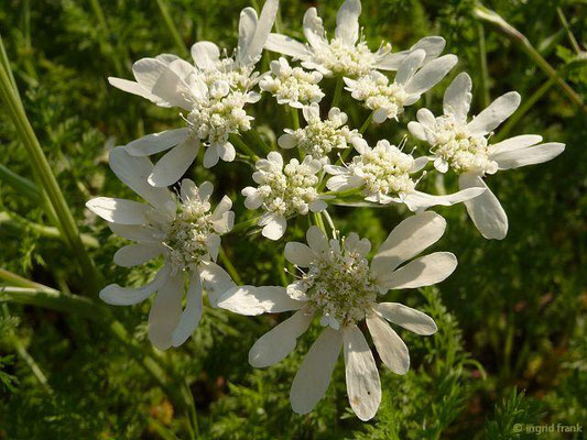 Orlaya grandiflora - Strahlen-Breitsame (Botanischer Garten Berlin)