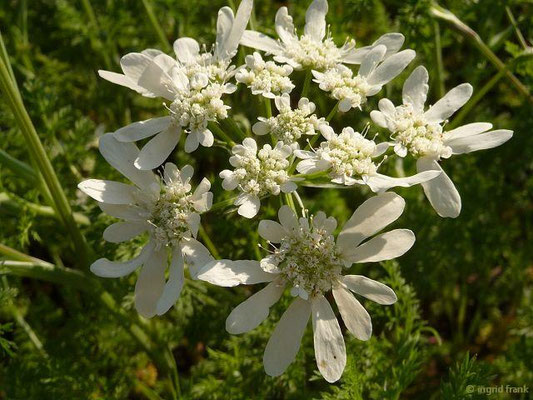 Orlaya grandiflora - Strahlen-Breitsame (Botanischer Garten Berlin)