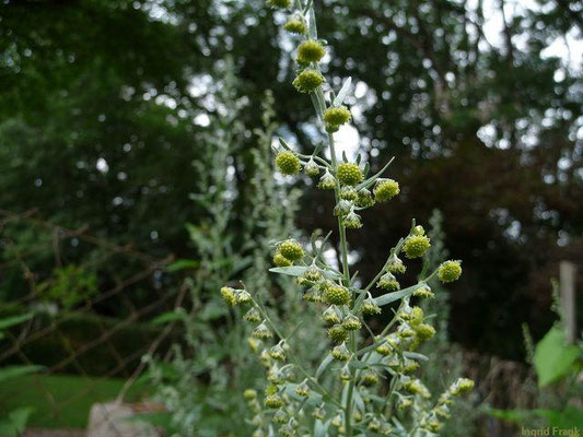 Artemisia spec. (522 Arten)