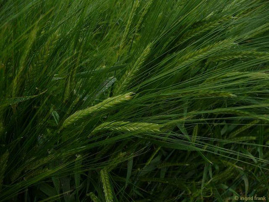 Hordeum vulgare / Vierzeilige Saat-Gerste
