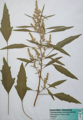 Chenopodium strictum / Roter Gänsefuß    VIII-X    (Herbarium Dr. Wolf von Thun)