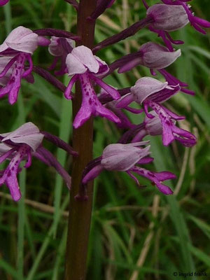 Orchis mascula / Männliches Knabenkraut  V-VI