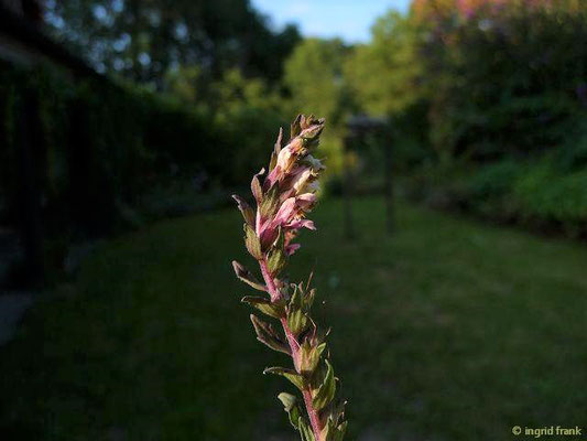 Odontites vulgaris / Später Roter Zahntrost