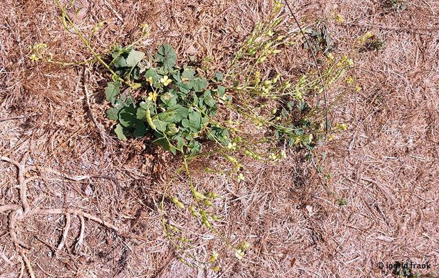 Raphanus raphanistrum ssp. landra / Strand-Rettich  (28.08.2024; Italien, Ostia Antica)