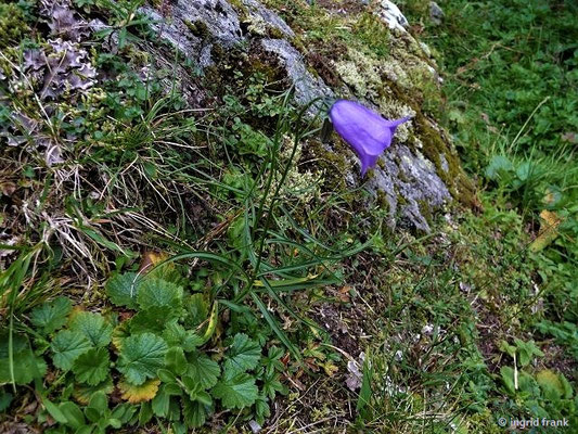 Campanula scheuchzeri / Scheuchzer-Glockenblume    VII-VIII