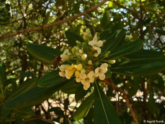Pittosporum tobira / Chinesischer Pechsamenstrauch, Klebsame    (26.04.2016; Italien, Insel Elba)