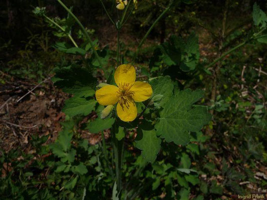 Chelidonium majus / Schöllkraut   (25.04.2010; Oberhofen, im eigenen Garten)