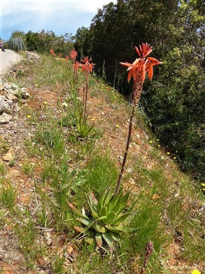 Aloe arborescens / Baumartige Aloe