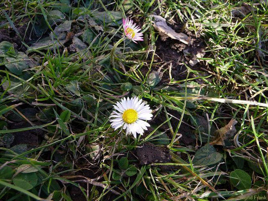 08.02.2011-Bellis perennis - Gänseblümchen