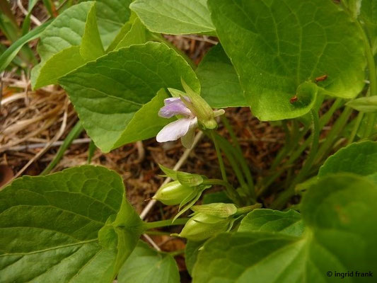 Viola mirabilis - Wunder-Veilchen    IV-V