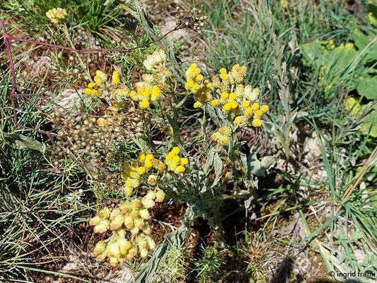 Helichrysum arenarium / Sand-Strohblume  (10.08.2023; Botanischer Garten Frankfurt am Main)