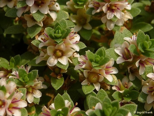 Glaux maritima / Strand-Milchkraut (11.06.2016; Botanischer Garten Universität Heidelberg)