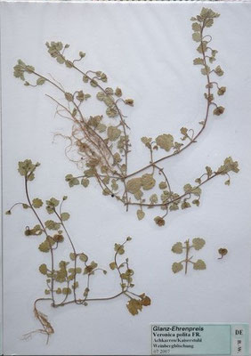 Veronica polita / Glanz-Ehrenpreis     III-X     (Herbarium Dr. Wolf von Thun)