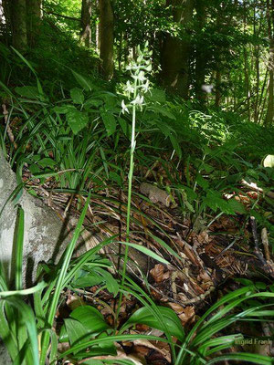 Platanthera bifolia / Weiße Waldhyazinthe