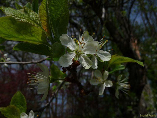Prunus domestica / Pflaume, Zwetschge    IV
